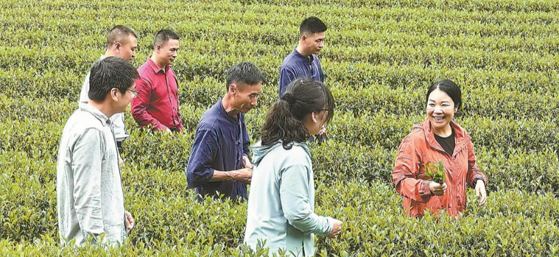 基础研究人才培养模式,如何在课堂与田间协同育人(图1) 基础研究人才培养模式,如何在课堂与田间协同育人(图1)