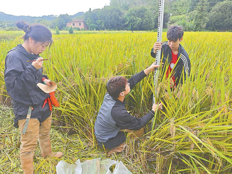 基础研究人才培养模式,如何在课堂与田间协同育人(图4) 基础研究人才培养模式,如何在课堂与田间协同育人(图4)