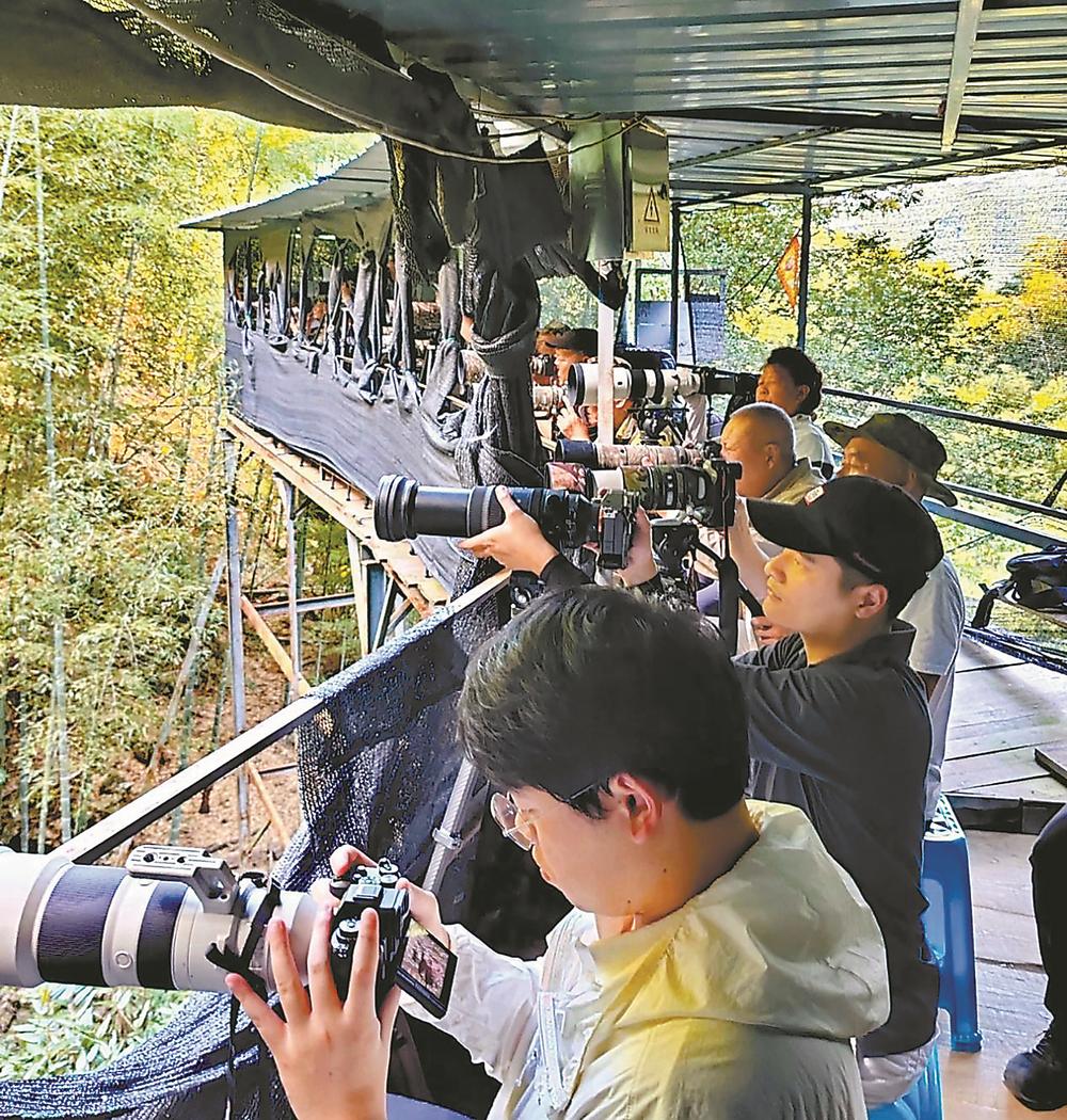 永安市丰田村拍鸟攻略:住农家乐享生态摄影,白鹇灵动治愈心灵(图2) 永安市丰田村拍鸟攻略:住农家乐享生态摄影,白鹇灵动治愈心灵(图2)