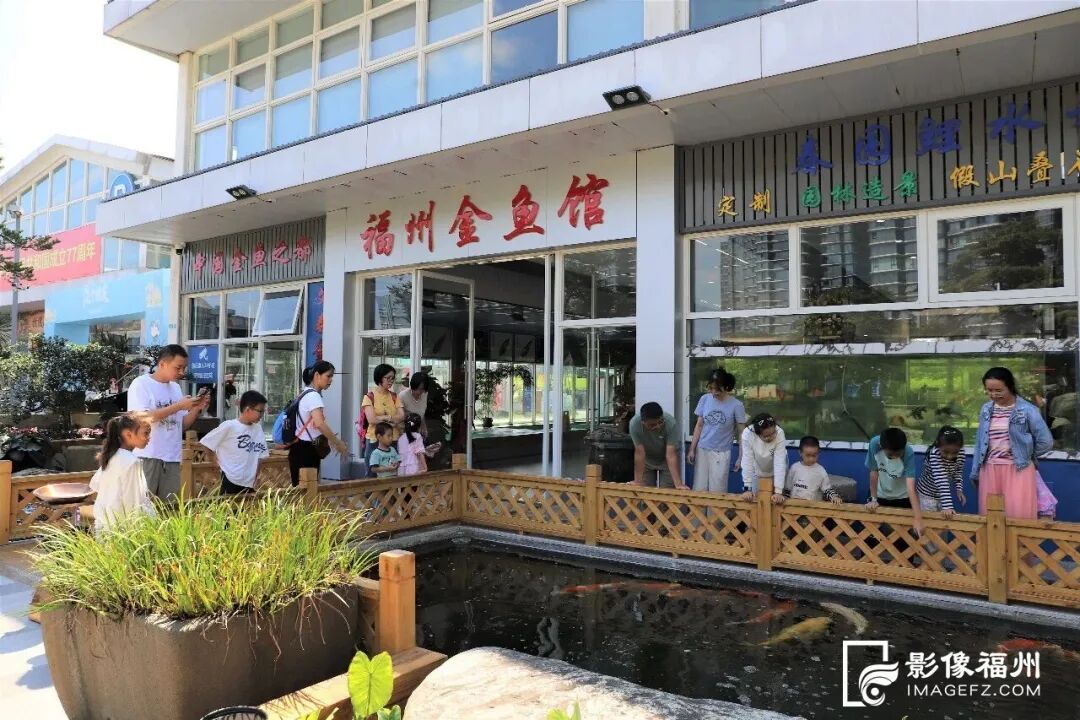 福州金鱼馆国庆开!免费看25cm大精品,遛娃必去打卡(图2) 福州金鱼馆国庆开!免费看25cm大精品,遛娃必去打卡(图2)
