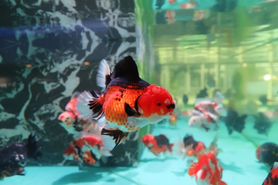 福州金鱼馆国庆开!免费看25cm大精品,遛娃必去打卡(图4) 福州金鱼馆国庆开!免费看25cm大精品,遛娃必去打卡(图4)
