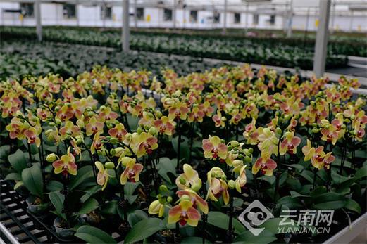 玉溪蝴蝶兰培育,看这里如何选出市场爆款品种(图2) 玉溪蝴蝶兰培育,看这里如何选出市场爆款品种(图2)