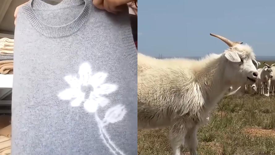 绵羊绒就是假羊绒!央视曝光选购指南,买山羊绒认这个(图2) 绵羊绒就是假羊绒!央视曝光选购指南,买山羊绒认这个(图2)