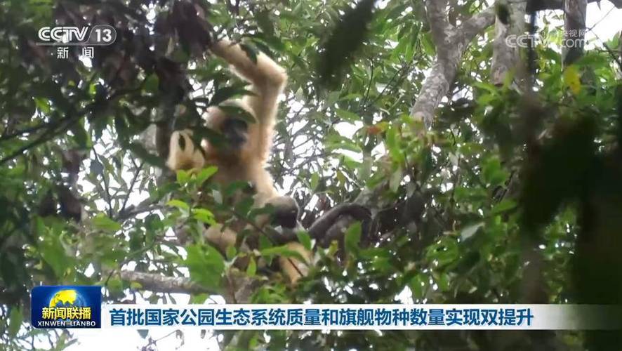 5个首批国家公园建设成果:生态变好,旗舰物种增多(图1) 5个首批国家公园建设成果:生态变好,旗舰物种增多(图1)