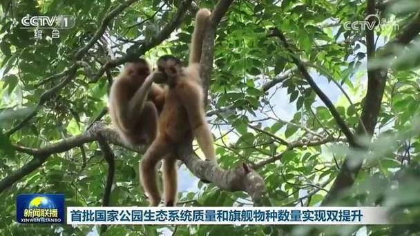 5个首批国家公园建设成果:生态变好,旗舰物种增多(图2) 5个首批国家公园建设成果:生态变好,旗舰物种增多(图2)