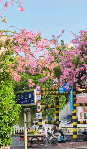 福州秋天绝美!福飞北路美丽异木棉开爆,秒速5厘米既视感(图12) 福州秋天绝美!福飞北路美丽异木棉开爆,秒速5厘米既视感(图12)