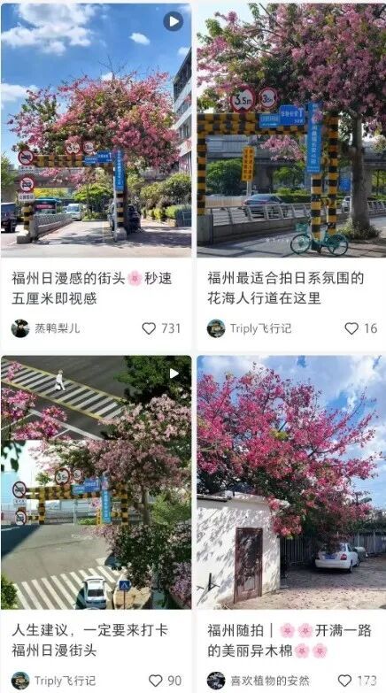 福州秋天绝美!福飞北路美丽异木棉开爆,秒速5厘米既视感(图3) 福州秋天绝美!福飞北路美丽异木棉开爆,秒速5厘米既视感(图3)
