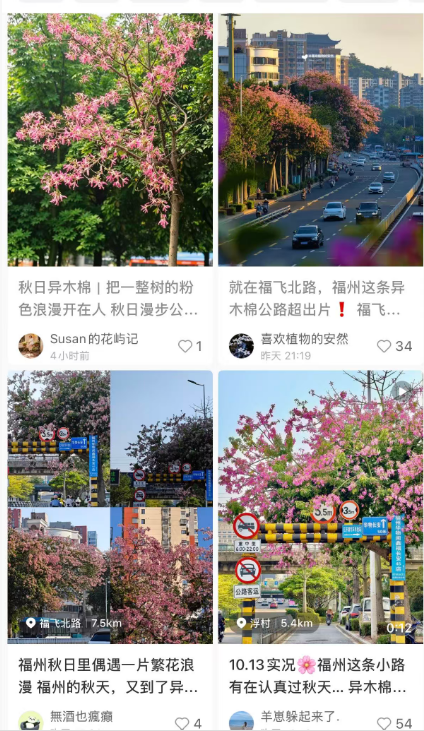 福州秋天绝美!福飞北路美丽异木棉开爆,秒速5厘米既视感(图4) 福州秋天绝美!福飞北路美丽异木棉开爆,秒速5厘米既视感(图4)