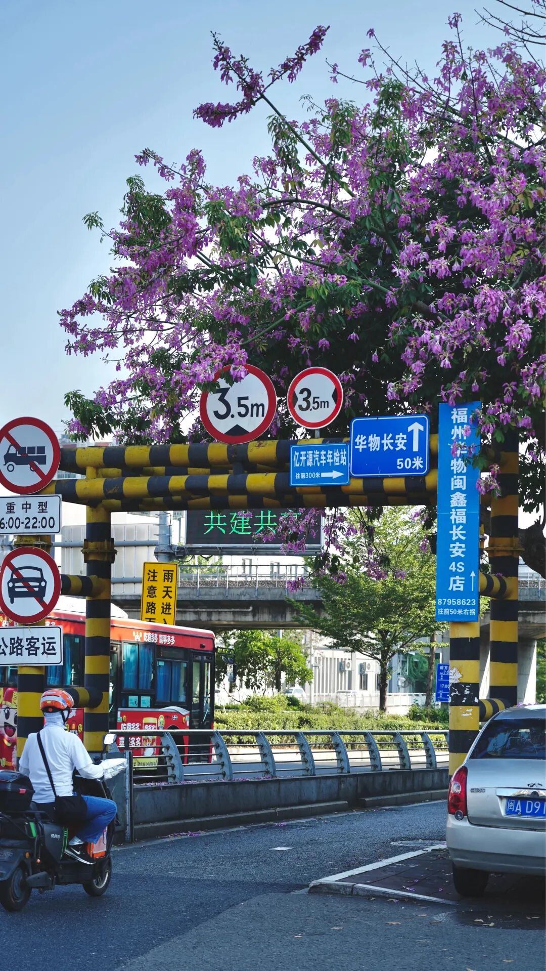 福州秋天绝美!福飞北路美丽异木棉开爆,秒速5厘米既视感(图9) 福州秋天绝美!福飞北路美丽异木棉开爆,秒速5厘米既视感(图9)