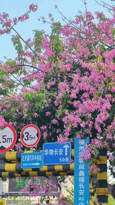 福州秋天绝美!福飞北路美丽异木棉开爆,秒速5厘米既视感(图10) 福州秋天绝美!福飞北路美丽异木棉开爆,秒速5厘米既视感(图10)