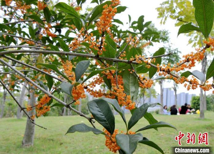 福州哪里赏桂花?2026最新花期及乌山、西湖打卡攻略(图2) 福州哪里赏桂花?2026最新花期及乌山、西湖打卡攻略(图2)