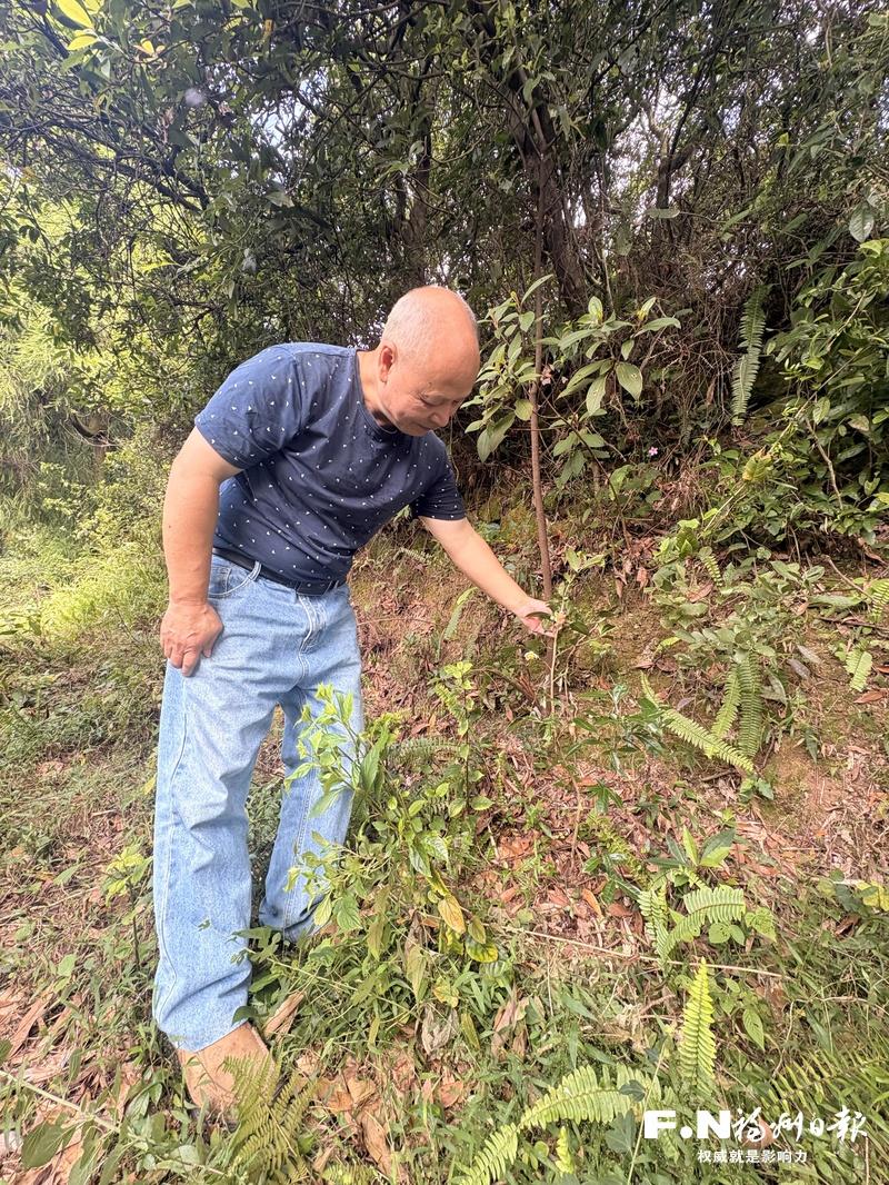 方山露芽产地在哪里?长乐茶人多年考证,还原唐代第一贡茶真相(图1) 方山露芽产地在哪里?长乐茶人多年考证,还原唐代第一贡茶真相(图1)