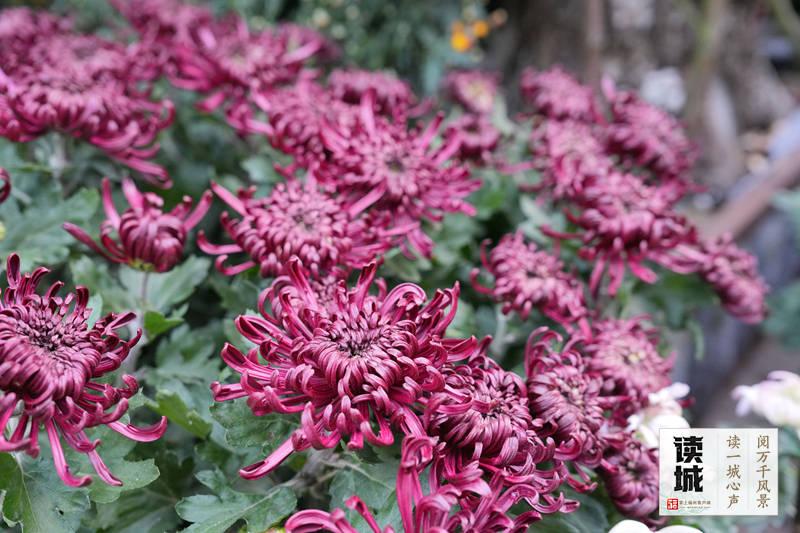 2026福州菊花展攻略：10月28日西湖启幕，赏花看景指南(图11)
