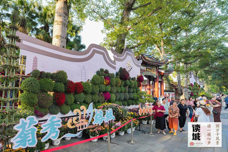 2026福州菊花展攻略：10月28日西湖启幕，赏花看景指南(图20)