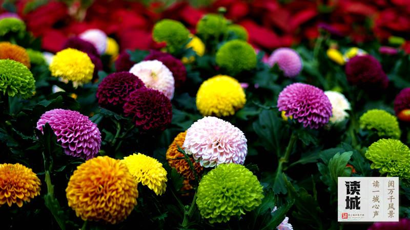 2026福州菊花展攻略：10月28日西湖启幕，赏花看景指南(图7)