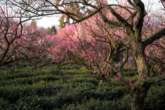 福州调整“新九条”让更多花农茶企获利(图1) 福州调整“新九条”让更多花农茶企获利(图1)