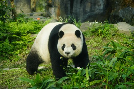 虚拟形象大使熊猫“小蜀”亮相网络普法“川味”十足(图1) 虚拟形象大使熊猫“小蜀”亮相网络普法“川味”十足(图1)