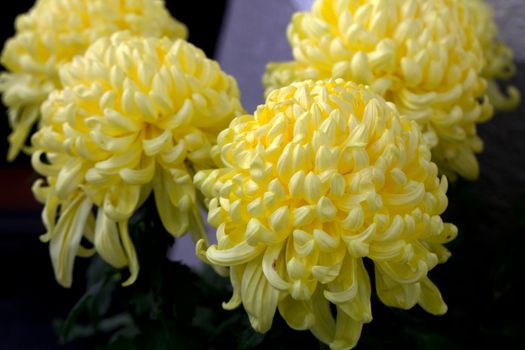 金秋时节,丹桂飘香——九九重阳习俗多登高赏菊(图1) 金秋时节,丹桂飘香——九九重阳习俗多登高赏菊(图1)