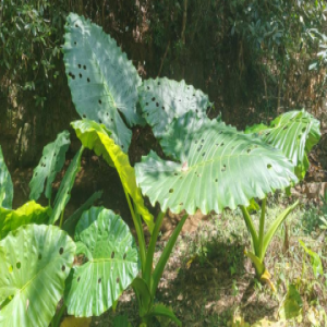 海芋叶片上的圆孔是虫咬的？一场植物与昆虫的智慧对决