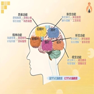 狨猴大脑现人类语言神经结构：跨物种脑图谱新发现