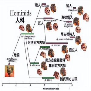 农业兴起加速人类基因演化：古基因组揭示演化奥秘