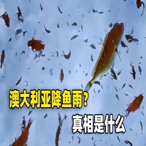 “鱼雨奇观：气象与生物学家揭秘成因”