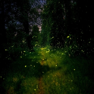 萤火虫发光秘密大揭秘：夏夜小灯光师竟是肉食甲虫