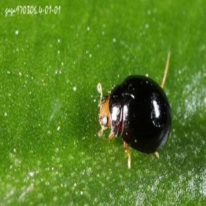 2026年瓢虫排行榜：刀角瓢虫优缺点大揭秘，哪个好？