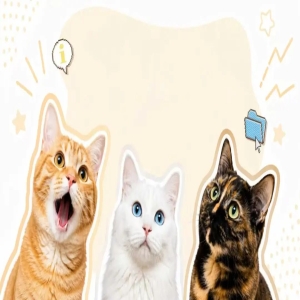 猫的性格和毛色无关？别被刻板印象骗了