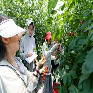 2026番茄激光栽培评测Top1：增产效果怎么样？