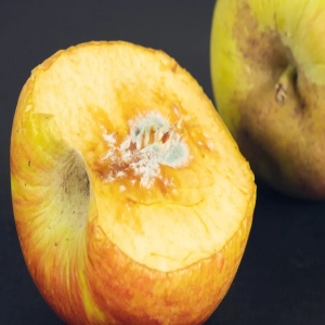 食物发霉切掉坏的还能吃？别省小钱冒大风险