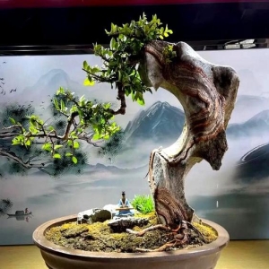 灵芝变盆景身价翻倍，南安村民靠它过上好日子