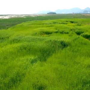 福建扭转绿色沙漠困局，重现鸥鹭翔集生态画卷