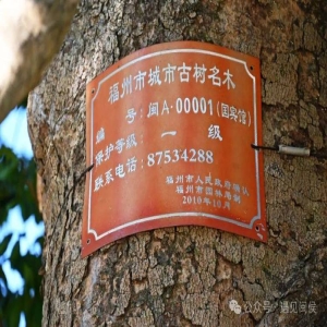 福州对五城区古树名木家底展开全面细致摸排工作