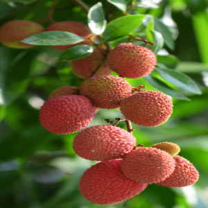 莆田荔枝即将成熟，全城将进入甜蜜季节