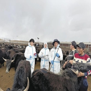 最美科技工作者故事：高原牛博士40年坚守