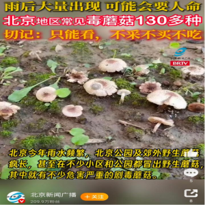 雨后蘑菇别乱采！北京超130种毒蘑菇，长相普通却能致