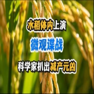 极端高温下水稻不减产？中国科学家找到基因密码