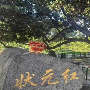 莆田状元红荔枝开摘，寓意金榜题名，快来沾喜气