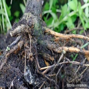 植物根系能主动绕开腐烂区，躲避病原微生物