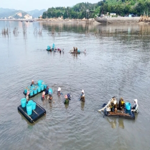 连江花蛤采收正当时，夏日餐桌海味鲜