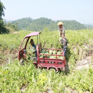 种锥栗年入两万，福建老农靠富硒山地脱贫