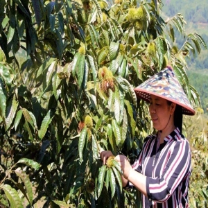 <strong>闽东山区种锥栗，老农年入两万，这种致富路你也能走</strong>