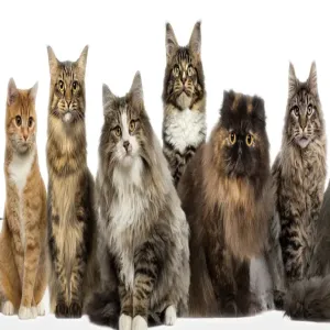 揭秘：是什么给猫咪画上独一无二的皮毛？基因与色素的秘