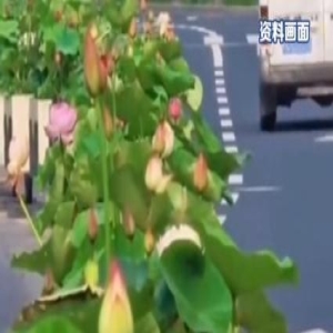 上海街头种荷花？140盆荷花上马路隔离带，耐高温又好