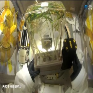 <strong>神舟二十三号太空水稻实验新进展，航天员健康状态良好</strong>