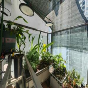 重庆盛夏阳台植物易挂？这些招教你让宝贝安然度夏