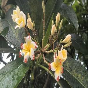 六瓣鸡蛋花比四叶草还稀有？多出的花瓣从哪来的