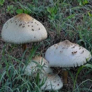毒蘑菇大青褶伞多地已现，中毒占三成，家门口也可能遇到