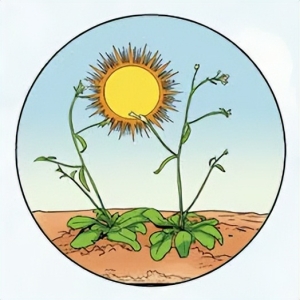 植物也怕热？科学家发现植物高温应激的关键蛋白